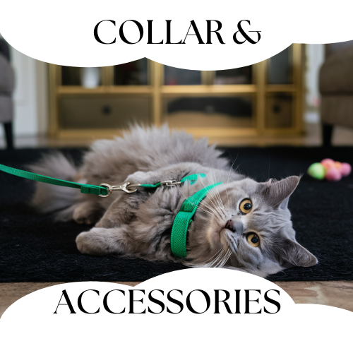 collar and accessories