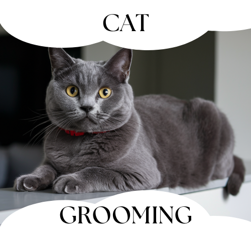 cat grooming